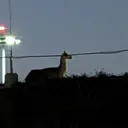 Pacific Amphitheatre