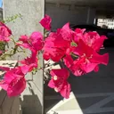 Linda Ronstadt Music Hall