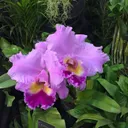 War Memorial Auditorium-FL