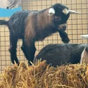 Melbourne Showgrounds